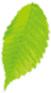 Decorative leaf